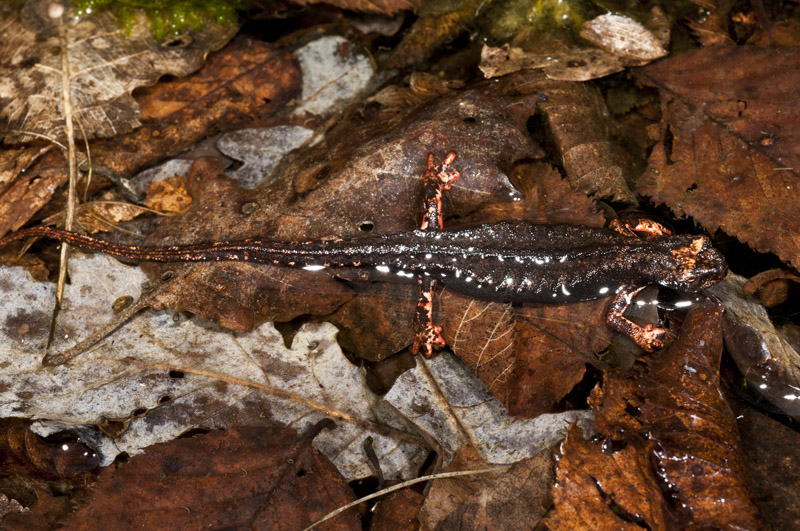 Salamandrina perspicillata in ovodeposizione